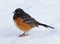 Spotted Towhee In Winter - Pipilo maculatus