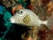 Spotted Trunkfish