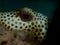 Spotted Trunkfish