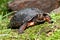 Spotted Turtle