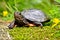 Spotted Turtle