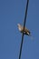 Spotted Turtle Dove (Streptopelia chinensis)