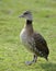 Spotted Whistling-duck