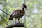 Spotted Whistling Duck