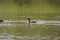 Spotted whistling duck