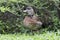 Spotted whistling-duck, Dendrocygna guttata