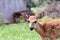 A Spotted White tailed Deer Fawn