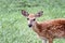 Spotted White tailed Deer Fawn