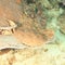 Spotted wobbegong lying on montipora plate coral on coral reef