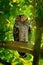 Spotted Wood-Owl - Strix seloputo, owl of the earless owl genus Strix