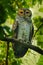 Spotted Wood-Owl - Strix seloputo, owl of the earless owl genus Strix