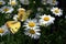 Spotted Yellow Butterfly on a some daisies