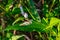 Spotted yellow cucumber beetle, polka dot beetle on Persicaria white flower