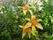 Spotted yellow lilies in the garden in the early morning