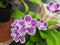 Spotter polka violet white exotic orchid