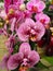 Spotter violet pink white exotic orchid