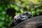 Spotty frog is dozing on a dry branch of a tree