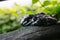 Spotty frog is dozing on a dry branch of a tree