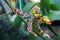 Spotty green to red orchid flower, latin name Rossioglossum insleayi, with yellow central part