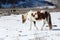 The spotty horse going from a pasture on snow among mountains