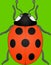 Spotty Lady bug