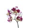 Spotty orchid isolated on the white