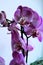 Spotty pink orchid flowers against light background