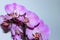 Spotty pink orchid flowers against light background