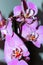 Spotty pink orchid flowers against light background