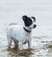 Spotty watchdog standing in water on the seashore.