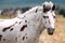 Spotty white horse in the fields with a teal background