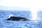 Spouting Hump Back Whale Australia