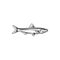 Sprat fish, ocean anchovy for fishing or food icon