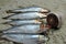 Sprats on beach with long conical shell