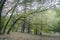 Sprawling branches of an old tree overgrown with green moss