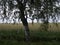 The sprawling crown of the birch tree is a close-up against the background of a flat field of farmland