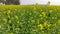 Sprawling field of bright yellow mustard plants is illuminated in the warm sunlight. Uttar Pradesh.