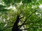 Sprawling green crown of a tree