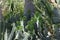 A sprawling green Prickly Pear cactus growing new leaf pads among trees, palms and aloe vera