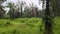 Sprawling jungle of palm trees