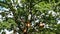 Sprawling oak tree with hornet`s nest near lake with cane