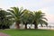 Sprawling palm trees on the beach Hotels