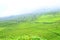 Sprawling tea plantations, green and misty