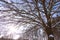 A sprawling tree covered with snow in winter. A large oak tree