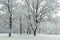 Sprawling trees in the forest after snowfall in overcast cold