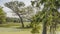 Sprawling trees grow in a swampy area.