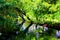 Sprawling trees overhanging clear waters of a pond full of water plants