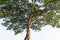 Sprawling trees on a white background