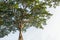 Sprawling trees on a white background