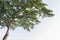 Sprawling trees on a white background